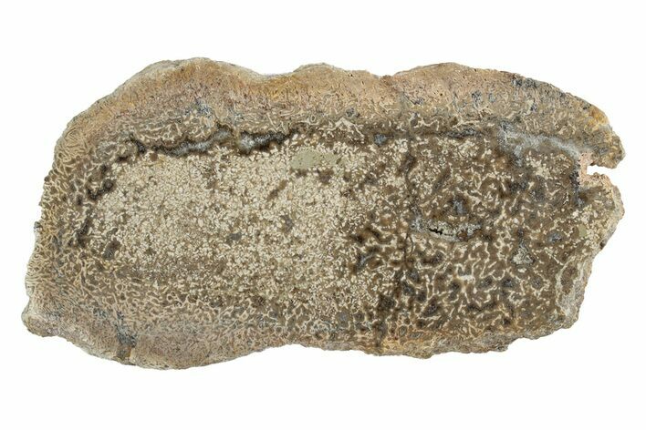 Polished Dinosaur Bone (Gembone) Slab - Morocco #247775